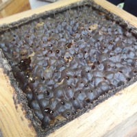 Abejas Sin Fronteras en Instagram 3